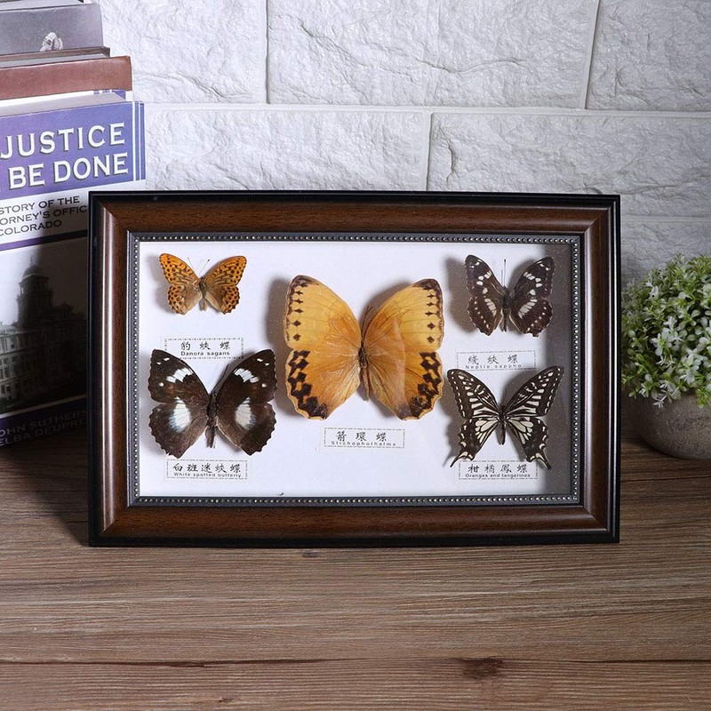 Butterfly Specimen Craft Frame, Real Framed Butterfly, Butterfly Specimen Display