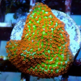 Unbranded Forest Fire Montipora - Live Coral Frag - - One Inch, Three Inch