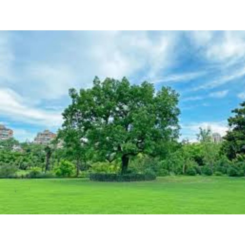 55 Camphor Tree Seeds Cinnamomum camphora camphorwood Camphor Laurel