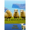 Sheep Birthday Card