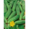Seeds Rare Cucumber Titus F1 Early Pickling Vegetable for Planting