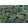 NIKA SEEDS - Vegetable Kale Cabbage Green - 150 Seeds