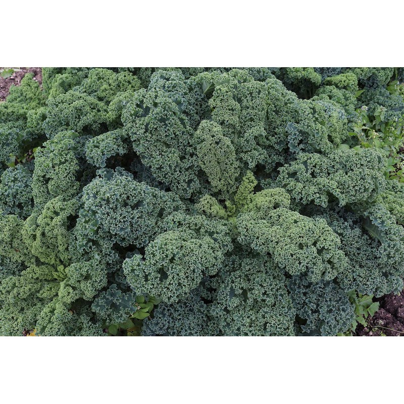 NIKA SEEDS - Vegetable Kale Cabbage Green - 150 Seeds