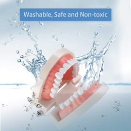 Standard Dental Teeth Model, Child Teeth Teaching, Adult Typodont Demonstration Denture Model for Teaching, Studying, Displaying, Patient Communication