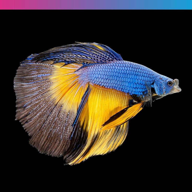 NT Labs Pro-f Nano Tropical, Freshwater Nano Fish Food, Aquarium