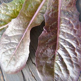 Merveille Des Quatre Saisons Lettuce - 1/4 LB Bulk ~100,000 Seeds - Heirloom, Open Pollinated, Non-GMO, Farm & Vegetable Gardening & Micro Greens Seeds