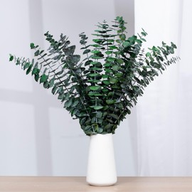 16 Pcs Dried Eucalyptus Stems, 17'' Natural Fresh Eucalyptus Leaves Branches Hanging for Shower, Preserved Real Eucalyptus Plant Live Greenery for Home SPA Wall Bathroom Wedding Party Vase Decor
