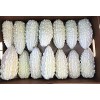 CZ Grain 6 White Bitter Melon Seeds for Planting Whit