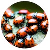 1500 Live Ladybugs - Good Bugs - Ladybugs - Ladybugs