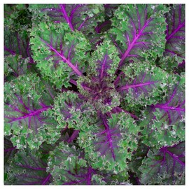 Everwilde Farms - 1 Oz Organic Red Russian Kale Seeds - Gold Vault Packet