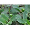 Buy Rare Seeds Capparis spinosa | Spineless Caper Bush |