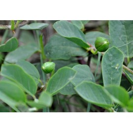 Buy Rare Seeds Capparis spinosa | Spineless Caper Bush | Flinders Rose | 50_Seeds
