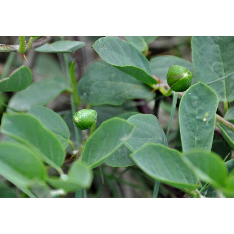 Buy Rare Seeds Capparis spinosa | Spineless Caper Bush |