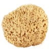 Sea Wool Sponge 6-7" (X-Large) by Bath & Shower Express