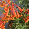 Proven Winners Trumpet Bush Esperanza Chicklet Orange Proven Winners Garden