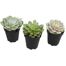 Altman Plants, Echeveria Succulents Live Plants (3 Pack) Assorted 3.5" Potted Succulents Plants Live House Plants in Cacti and Succulent Soil, Wedding Party Favors Cactus Plants Live Indoor Plants