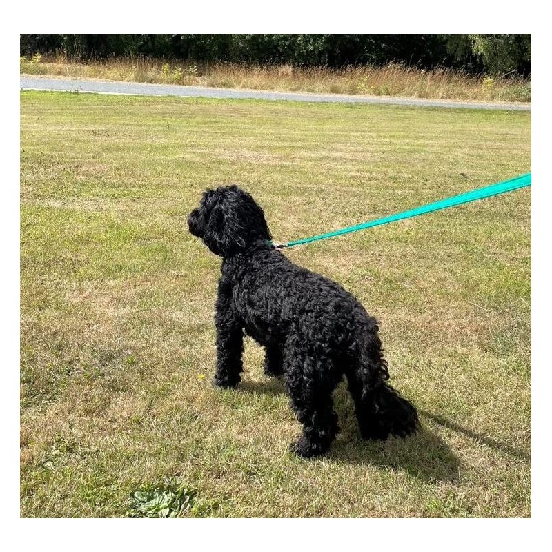 20ft 6m Horse Lunge Line Large Dog Training Lead Large