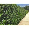 Ilex Nellie R. Stevens Holly | 3 Large Gallon Size