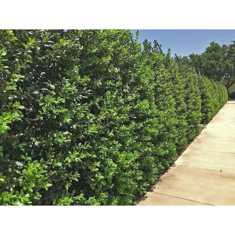 Ilex Nellie R. Stevens Holly | 3 Large Gallon Size