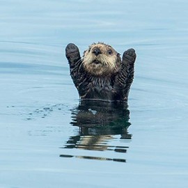 Tracks Publishing General Open Blank/Birthday Card for Him/Her- Otter with Raised Arms - Eco-Friendly and Recyclable