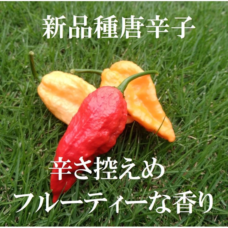 わざあり ハーブティー 冷え対策 温活 代謝促進 国産ハーブ使用 飲みやすい 香辛子入り 無添加