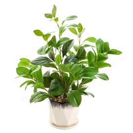 EZBOHO 16 inch Fake Plants Indoor Realistic Thick Evergreen Leaf Artificial Plant with Black and White Creamic Pot for Farmhouse Home Room Bedroom Kitchen Office Desk Decor
