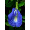 Buy Rare Seeds Clitoria ternatea Single Blue | Butterfly Pea