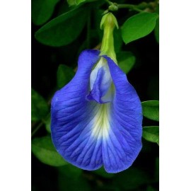 Buy Rare Seeds Clitoria ternatea Single Blue | Butterfly Pea | 10_seeds