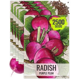 Seed Needs Radish Seeds for Planting Purple Plum Radishes - Non-GMO Heirloom & Untreated - Grow a Home Grown Vegetable Garden - Cool Weather Crops (5 Packs)