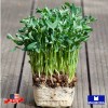 Maxboba Pea Green Microgreens Seeds Organic Non-GMO Heirloom - 384