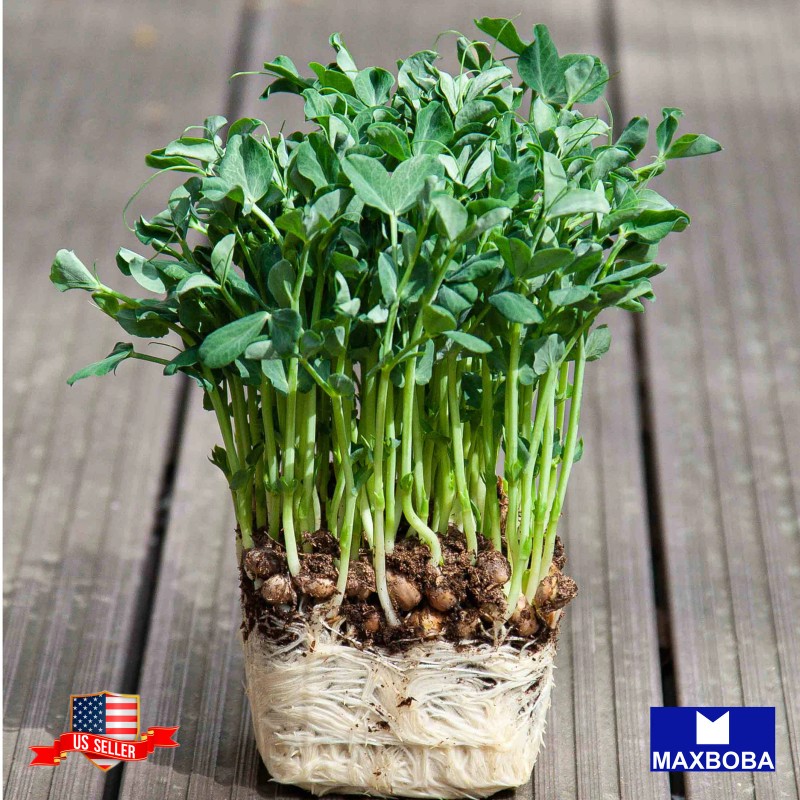 Maxboba Pea Green Microgreens Seeds Organic Non-GMO Heirloom - 384