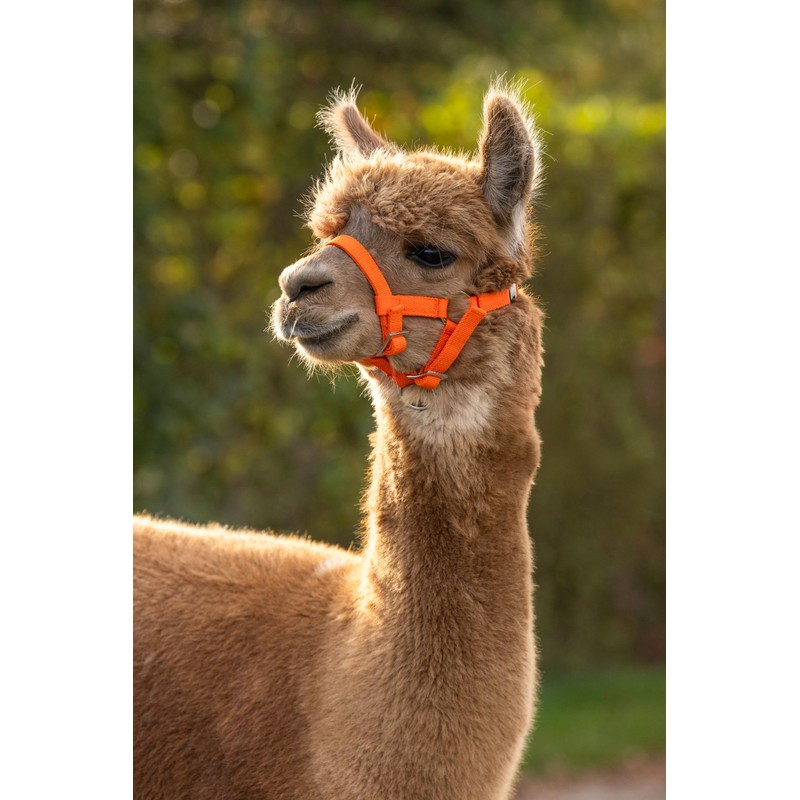 Kerbl Alpaca Headcollar Adjustable - Orange (Dimensions 17 x 18
