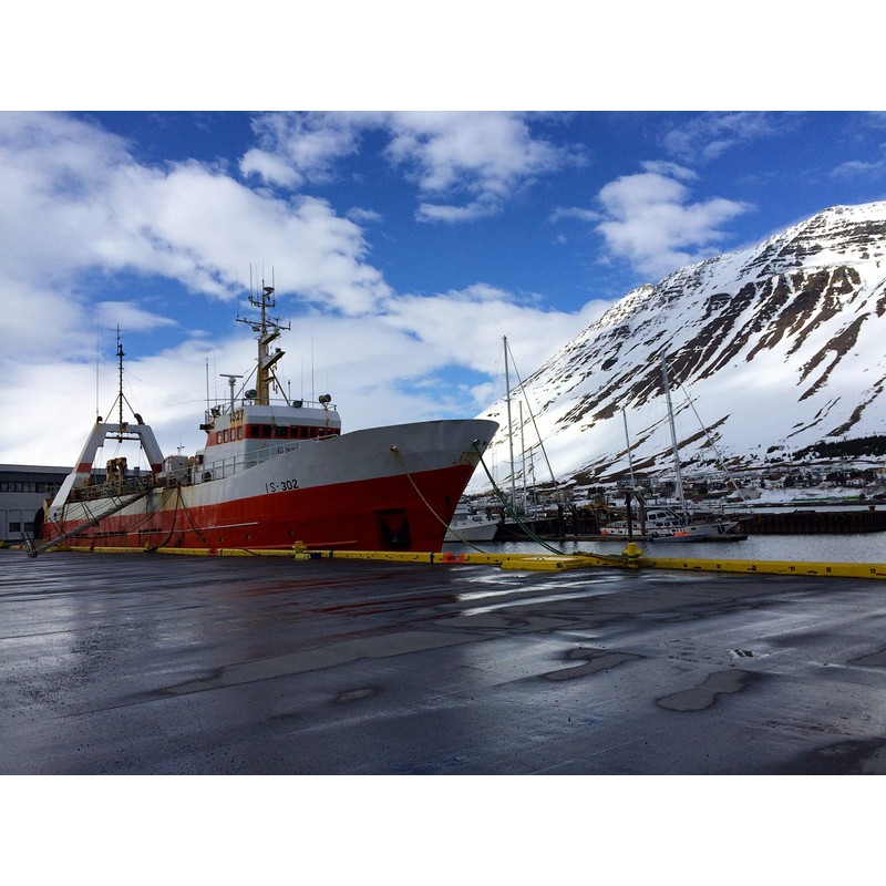 Icelandic+ | All-Natural Dog Chew Treats | Large Cod Skin