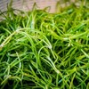 국내산 세발나물 500g Domestic Three-leaf Herb 500g