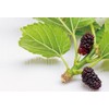 Health & Wild Grass Tea Center Mulberry Leaf Tea, Made
