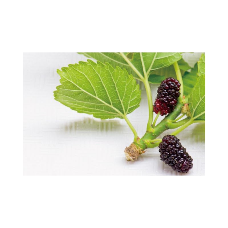 Health & Wild Grass Tea Center Mulberry Leaf Tea, Made