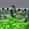 Fish Breeding Box Small Aquarium Plastic Growing Box for Guppy