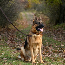 WOPOKY Genuine Leather Dog Leash - Heavy Duty Dog Training Leashes for Large Breed Dogs and Medium Dogs - 4FT / 5FT / 6FT Long with Color Black and Brown