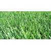 Five Star Tall Fescue Grass Seed Blend (5 Lbs.)