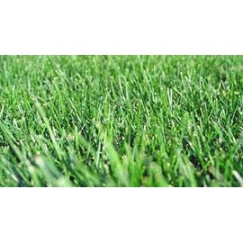 Five Star Tall Fescue Grass Seed Blend (5 Lbs.)
