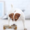 Elevated Dog Bowls and Cat Bowls Set to Minimize Neck