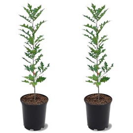 Nuttall Oak Tree, Adaptable, Deciduous, Shade Tree, Acorn Producing, 2-3 ft Tree Height, 1 gal. Nursery Pot (Due to Agricultural Laws, we Cannot Ship to CA, AZ, AK, or HI), 2 Trees