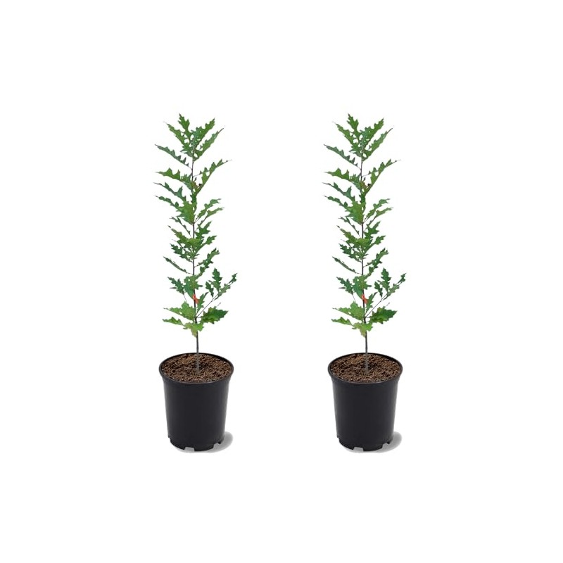 Nuttall Oak Tree, Adaptable, Deciduous, Shade Tree, Acorn Producing, 2-3