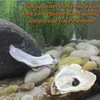 6PCS 4"-6" Large Natural Oyster Shells for Home Decor, Ornaments,