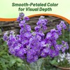 Outsidepride Ten Week Blue Mattiola Stock Seeds - 2000 Pcs