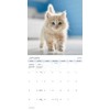 2025 Cuddly Kittens Mini Wall Calendar