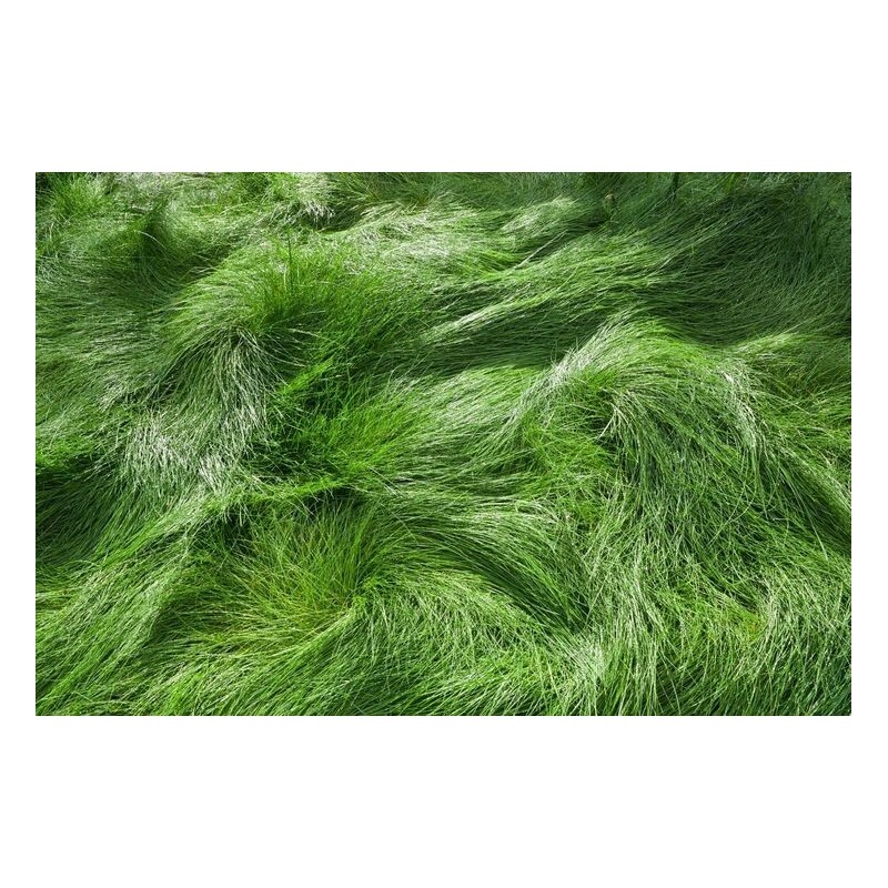 celestial Creeping Red Fescue Seed Mow Extremely Shade Tolerant 1oz