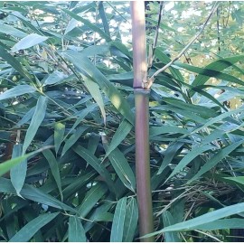Bamboo Red Margin Phyllostachys Rubromarginata Bare Root Plant Rhizome Privacy