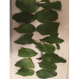 2 ORCHID EPIPHYLLUM CACTUS NIGHT BLOOMING CEREUS CUTTINGS QUEEN OF THE NIGHT PLANT GRANDIFLORUS SELENICEREUS EPIPHYTES