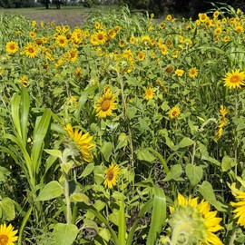 TnT Seed Company Sunflower Seeds for Planting, 5 lb Bag (1/4 Acre), Food Plot Seed for Deer, Birds, Pheasants & Doves, Bulk Sunflower Seeds for Gardens, Pollinators & Cover Crop